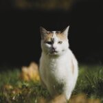 고양 신축빌라 구매를 위한 4가지 꿀팁