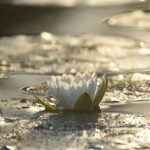 프리패스 환급을 위한 필수 체크리스트 알아보기